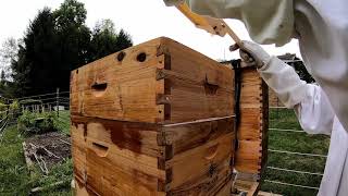 API LIFE VAR VARROA MITE TREATMENT [upl. by Yot]