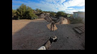 Falconry full process of trapping and training [upl. by Siuqramed]