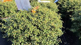 Ilex crenata Beehive Japanese Holly [upl. by Aryhs]