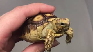 baby Sulcata tortoise for sale [upl. by Aennyl]