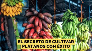 EL SECRETO DE CULITVAR PLÁTANOS CON ÉXITO [upl. by Randy]