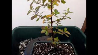 Pyracantha coccinea potting up last years seedlings into quarter seed tray [upl. by Ohcirej830]