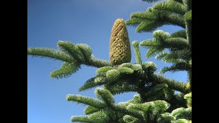 Keying Out Abies procera Pinaceae noble fir [upl. by Anniroc]