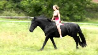 Galop en liberté en prairie avec Noche frison [upl. by Anaujat448]