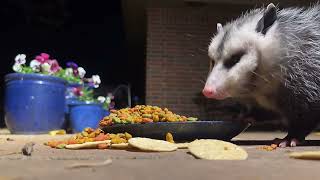 Opossum Eating Dinner ASMR  opossum opossums wildlife animalasmr [upl. by Douglas734]