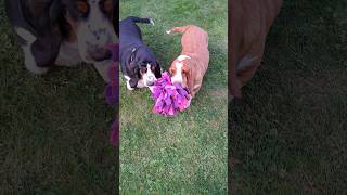 Two Basset Hounds Having a Ball with Plushies shorts bassethounds [upl. by Eleanora]