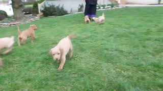 Miniature Labradoodle Puppies For Sale [upl. by Anyotal]