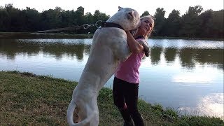 FALKOR 3 anni  Dogo Argentino [upl. by Ahsenal]