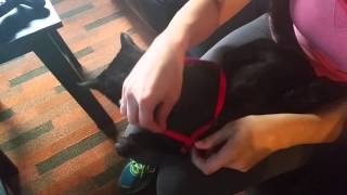 How to put on a cat harness [upl. by Luise]