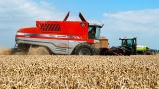 Massey Ferguson Centora 7280  Wintertarwe dorsen  Cutting wheat [upl. by Hairym908]