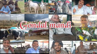 Gondal Pakistans famous cattle mandi to buffalo cow bull hen morgey pigeon rabbit Fruits Vegetables [upl. by Tamis]