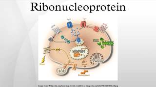 Ribonucleoprotein [upl. by Fruin]