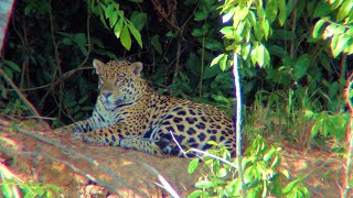 Pantanal Brazil Discover a dozen Jaguar and Col Percy Fawcett This is a jungle float trip [upl. by Tempest]