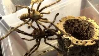 Poecilotheria sp quotlowlandquot Verpaarung mating [upl. by Hardi]