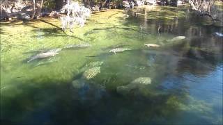 Manatees Big Splash [upl. by Maurilia]