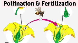 Pollination And Fertilization ICSE Class 9  Flowering Plants Class 9 ICSE  sirtarunrupani [upl. by Aruasor980]