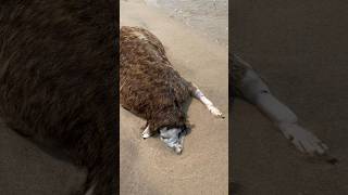 Montauk monster part 2 What’s the craziest thing you ever saw washed up in the beach [upl. by Ayatnohs]