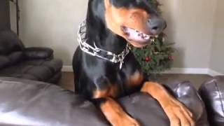 Doberman Pinscher 4 Months Angry [upl. by Saint]