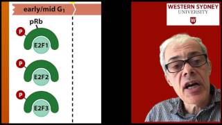 37 pRb and the Cell Cycle [upl. by Ayojal]