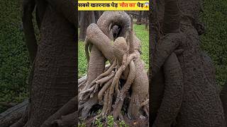 दुनिया का सबसे खतरनाक पेड़ मौत का पेड़😱death apple Manchineel Treeshorts amizingfact [upl. by Stavro]