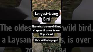 The Laysan Albatross is Unbelievable facts trending educationalwildlife incredible [upl. by Ilojna842]