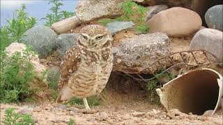 Burrowing Owl Watching Over His Territory [upl. by Suiramad172]