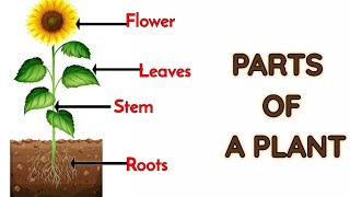 Parts of plants  Different parts of plants  Part of plants and their functions  Parts of a plant [upl. by Nivloc728]