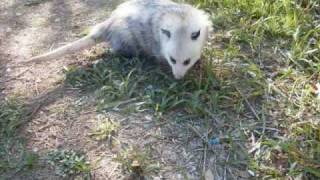 My Pet Opossum Crash [upl. by Alejandrina475]