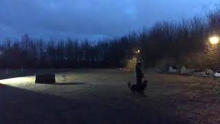 GSD training in obedience and Firepaw Dog Treadmill [upl. by Arick]