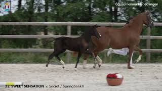 KN 32 Sweet Sensation SF v Secret  Springbank II 66 FOHLENAUKTION RIEDLINGEN 2023 [upl. by Ayotas]