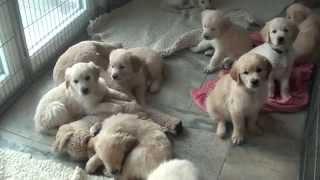 Golden Retriever Welpen  puppies [upl. by Eimiaj168]