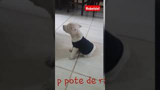 Filha de 4 patas Queria papar e não era a horaMe ignorou 😅 [upl. by Inanuah]