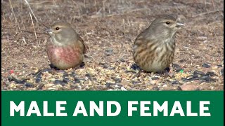 Magnificent COMMON LINNET 🐦 MALE and FEMALE Showcased [upl. by Enasus330]