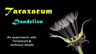 TARAXACUM An experiment with the dandelion and technical details Hd 720p [upl. by Hgielrebmik]