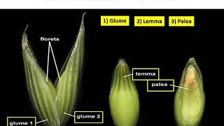 Family Poaceae Graminae Avena sativa jai [upl. by Assil]