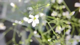 Gypsophila Paniculata  Babys Breath Flower Time Lapse Blooming in 40 seconds ASMR [upl. by Rawdan]