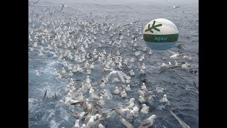 Northern Fulmar Feeding Frenzy [upl. by Norby]