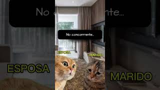 Gatinho endiabrado foi estudar no concorrente meme [upl. by Ennahtebazile628]