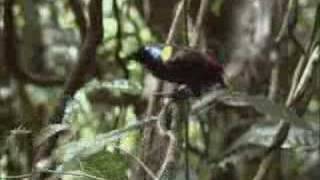 David Attenborough finds the rare exotic Wilsons bird of paradise  BBC wildlife [upl. by Pedaias]