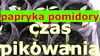 czas pikowania papryki lub pomidorów [upl. by Annerb197]