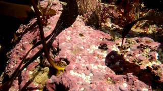 Kelp beds and crustose corallines at Black Head Co Clare Ireland [upl. by Ioj]