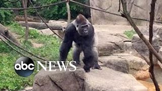 Gorilla Attack  Frantic 911 Calls Released [upl. by Ankney]