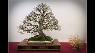 The Trophy 2021  Tree evolution Fagus sylvatica from Cindy Vanderstraeten [upl. by Liu700]