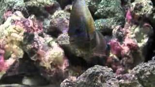 Annularis Angelfish Pomacanthus annularis  LiveAquariacom [upl. by Annaehs]