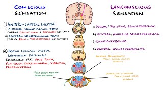 Spinothalamic Tract and Dorsal Column Medial Lemniscus Pathway  Ascending Tracts of the Spinal Cord [upl. by Gilles]