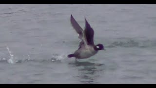 Bufflehead Duck Taking Off 1 HQ HD [upl. by Ellenuahs]