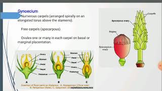 Annonaceae [upl. by Lairea]