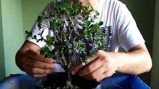 Primer diseño y trasplante de Buxus sempervirens bonsai naturalista parte 2  Bonsai Ecuador [upl. by Hnil250]