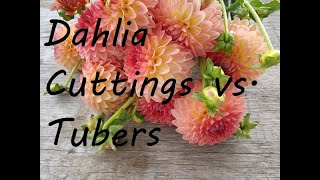 Dahlia Tubers vs Cuttings An End of Season Comparison [upl. by Mita]