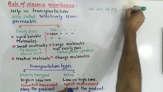 fluid mosaic model of plasma membrane structure and function  plasma membrane function [upl. by Iarised]